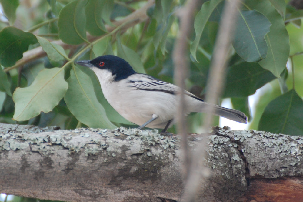 dal Sud Africa: black-backed puffback (Dryoscopus cubla)